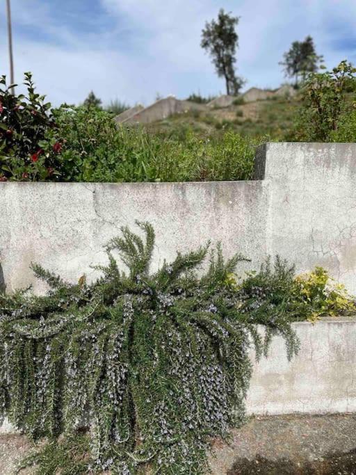 Casa Da Celeste Maljoga de Proenca エクステリア 写真